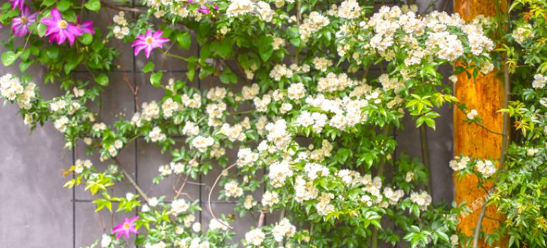 上海朴园酒店图片