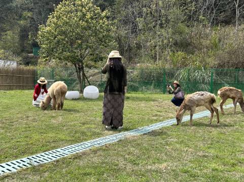 景德镇美集观山月宠物主题部落(三宝国际陶艺村店)图片