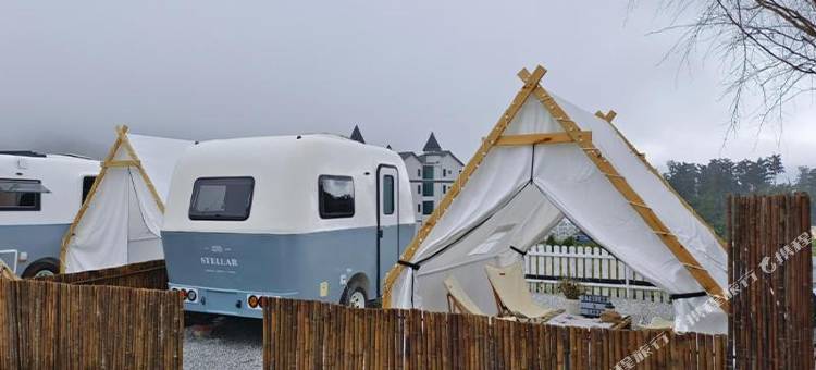 Stellar 金山金马伦(Stellar GoldenHill Cameron)图片