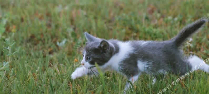 禾木穹庐驿站图片