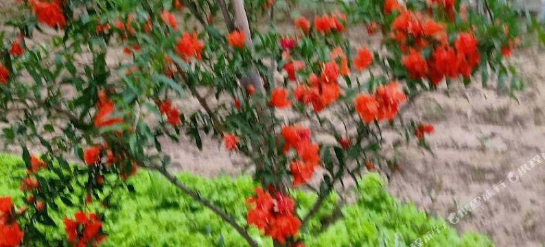 滦县亦平农家小院图片