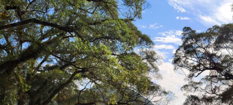 大榕树农家乐图片