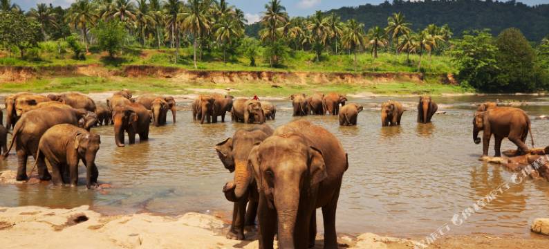 米迪加马萨玛达拉房产酒店(Samadara Estate, Midigama)图片