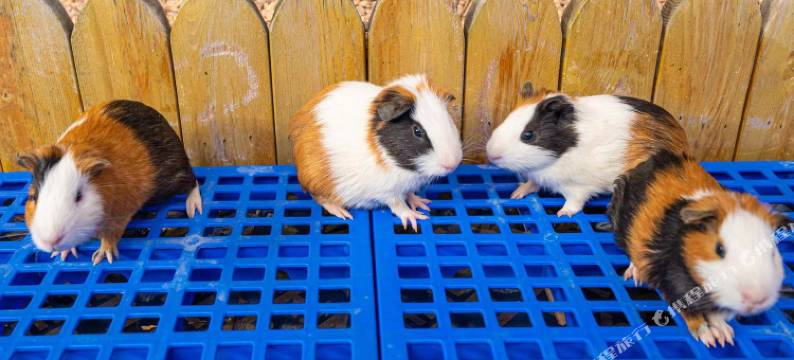 上海宽居云涧花园酒店(松江云间粮仓云间艺术谷店)图片