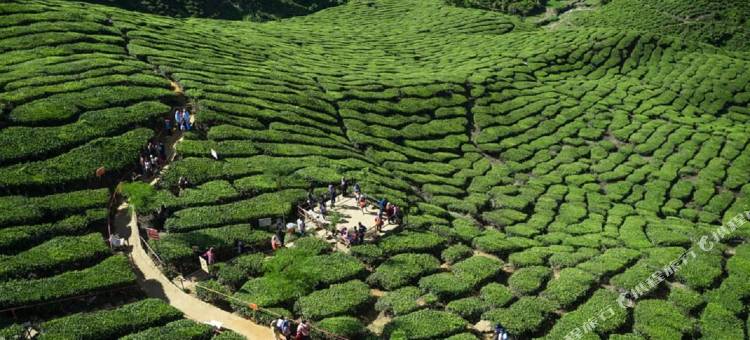 希尔维尤客栈(Hillview Inn Cameron Highlands Promo)图片