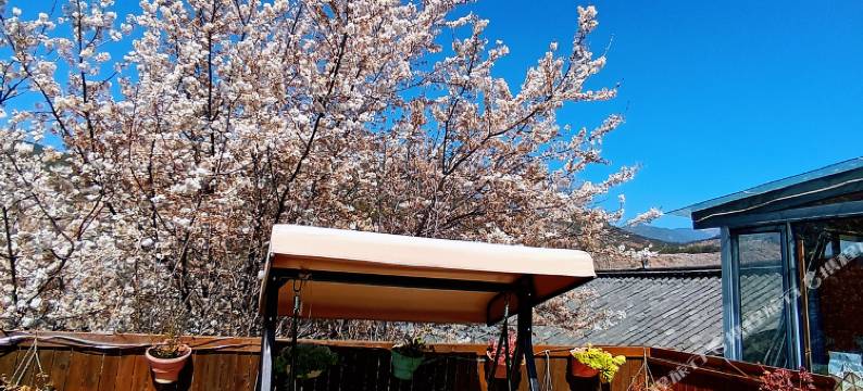 丽江远树雪山观景客栈(束河古镇店)图片