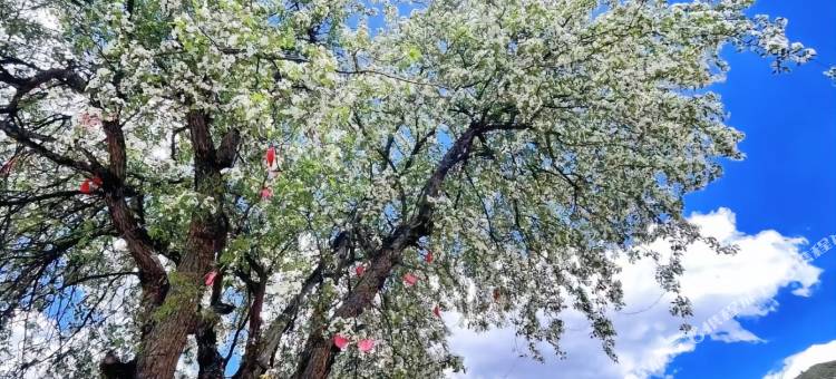 阿克仁青仓民宿(甲根坝店)图片