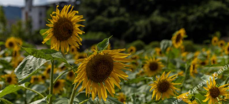 璞逸居·野溪河畔山水度假营(张家界国家森林公园店)图片