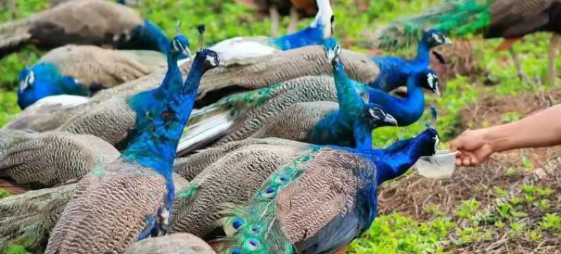 季筑度假公寓(勐海勐巴拉店)图片