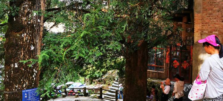 龙脊·林舍民宿(龙脊梯田九龙五虎观景台店)图片