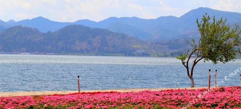 澄江抚岸客栈图片