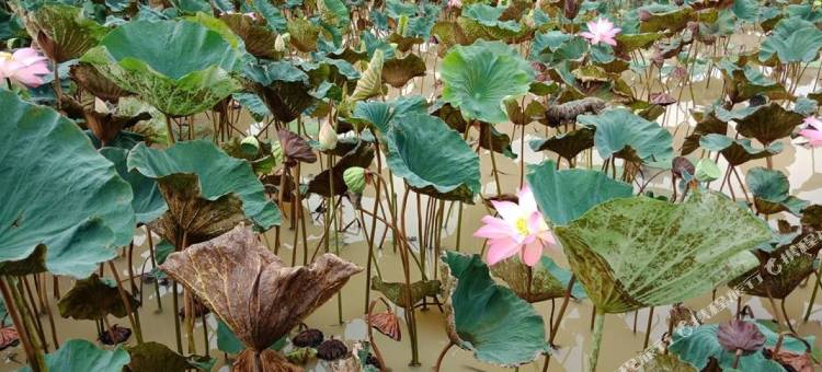 你好之家(Sabaidee House)图片