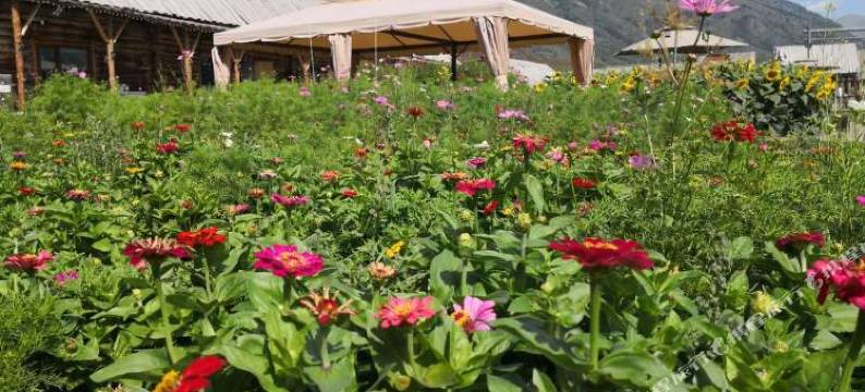 禾木印象客栈图片