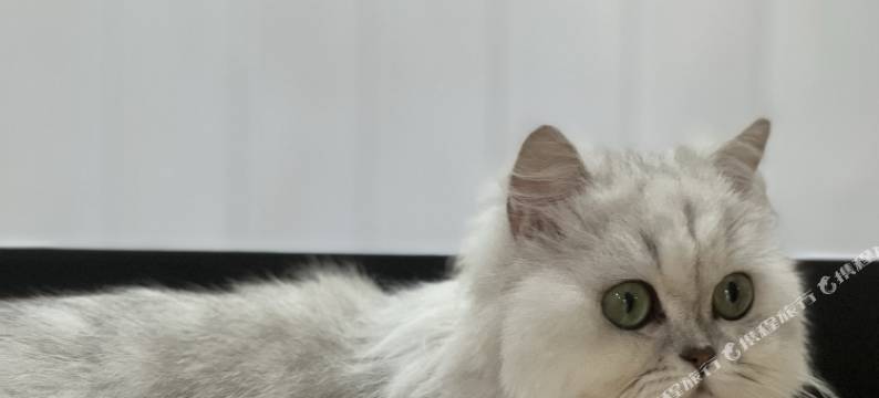 鼓浪屿茶屿猫·宿图片