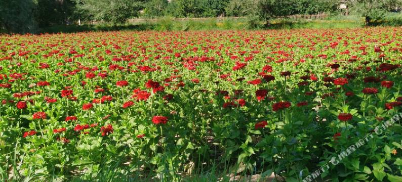 嘉峪关小筑里民宿(悬壁长城店)图片