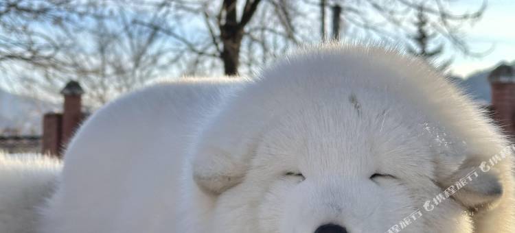 雪谷小满客栈(中国雪谷风景区店)图片