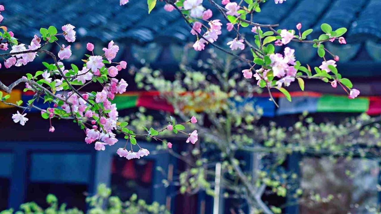 花筑奢·同里泰睦庭人文园林酒店图片