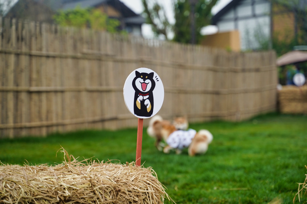 Dayi Thousand Miles Riding Alone·Earth Eye HomestayHotel Overview