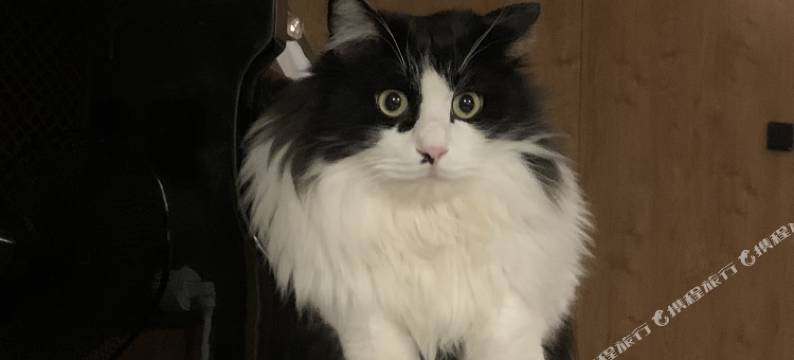 居易·喵居｜There’s a Cat·新中式喵喵美宿(西安城墙钟鼓楼店)图片