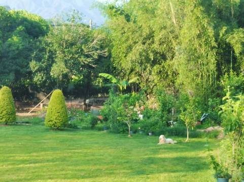 尚层风起・风吟竹坞 | 松阳竹海・半山望谷禅意美宿图片