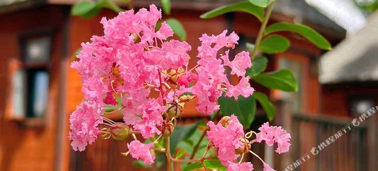 菠萝的海.度假别墅(中文管家服务+免费酒店往返镇上/码头班车)(OPINE.VILLAS)图片