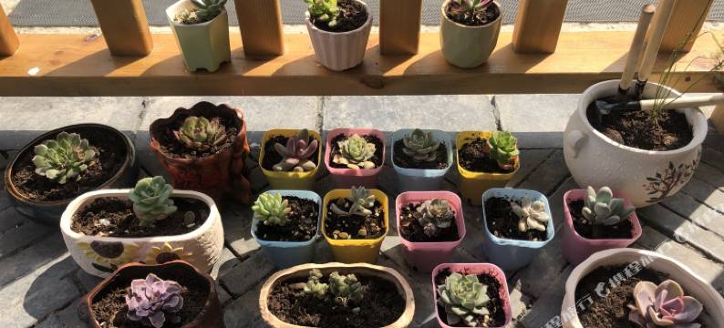 南岳本悟民宿图片