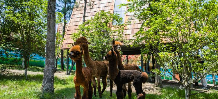 南通森迪部落树屋图片