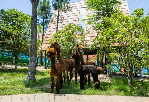Nantong Sendi Tribe Treehouse Hotel Overview