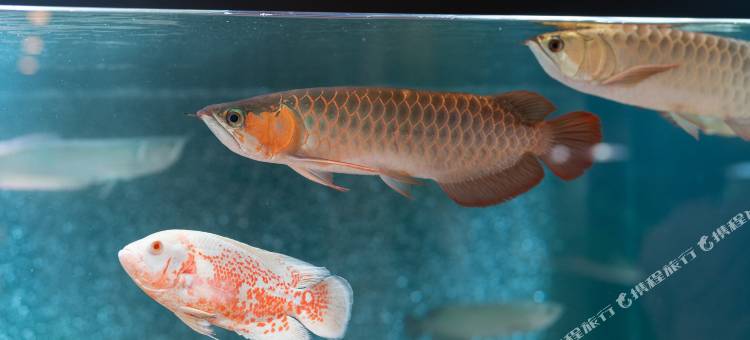 那霸新都心酒店(Naha Shintoshin Hotel)图片