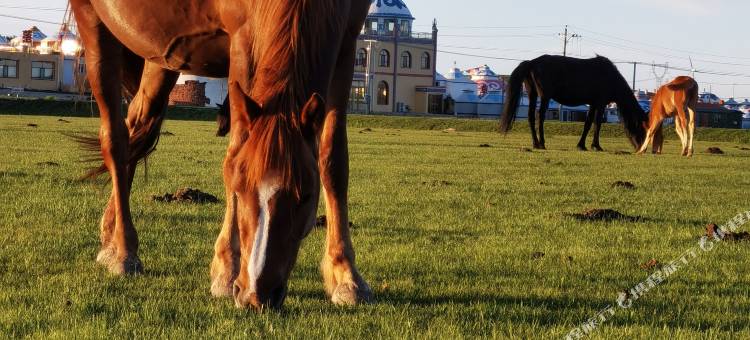 蒙古天籁大营图片