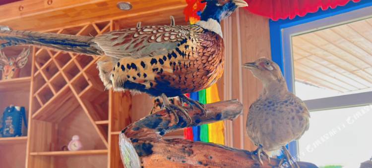 额尔古纳室韦临江蒙兀往事驿站图片