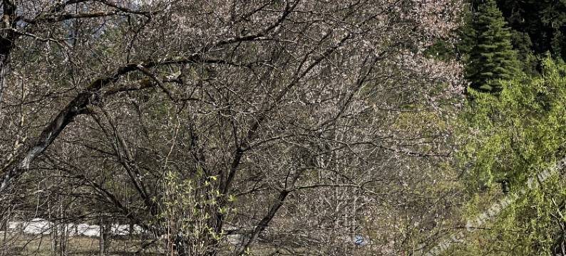 波密江边嘎玛客栈图片