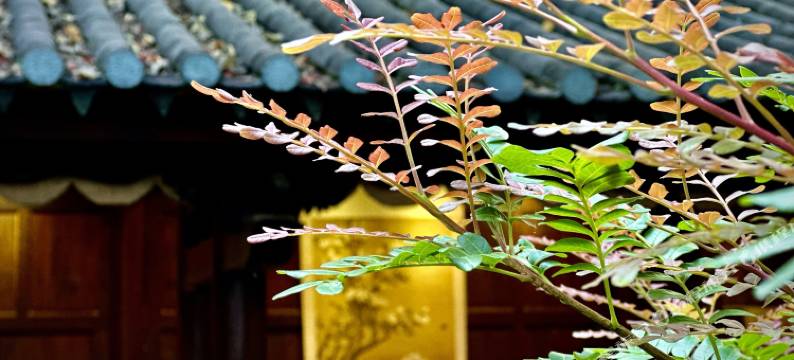 建水琴鹤堂客栈(建水古城文庙店)图片