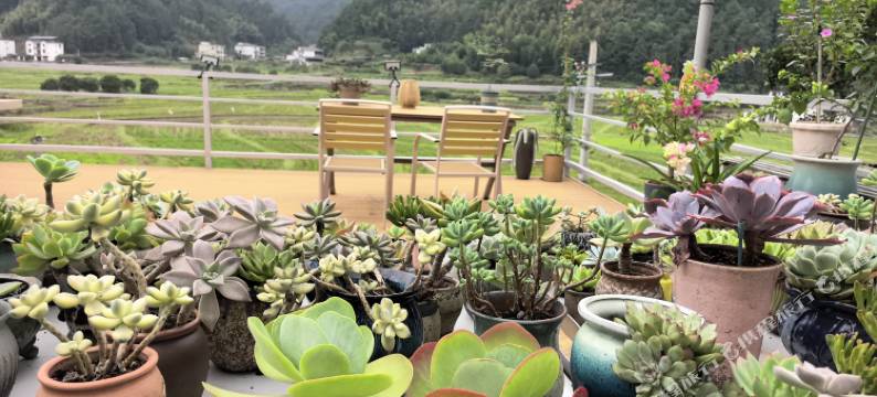 崀山八角寨稻田民宿图片