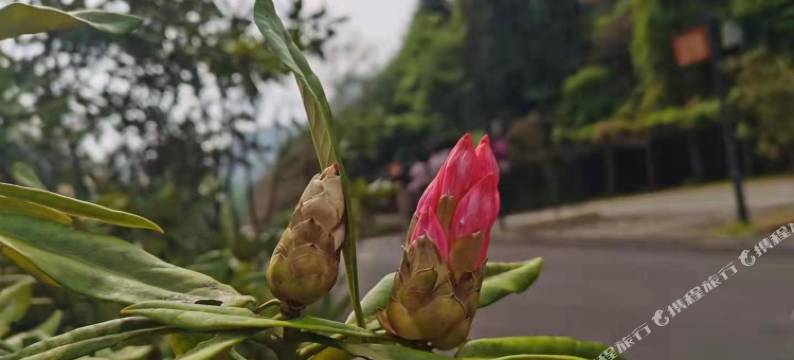 松阳红杜鹃农家乐图片