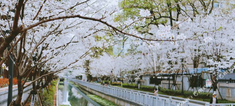 南京东方珍珠voco酒店图片