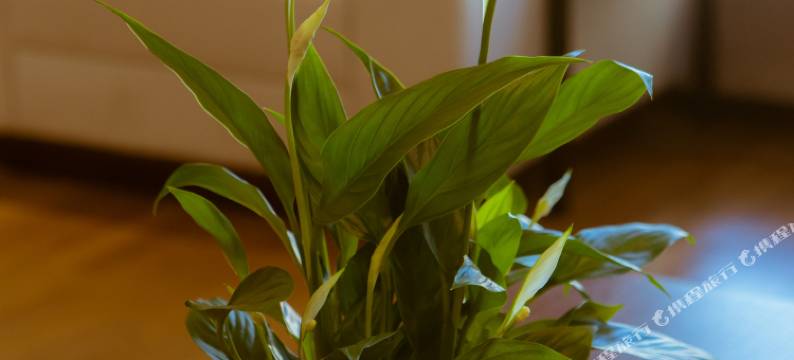 来安县学苑宾馆(万城国际黎明路店)图片