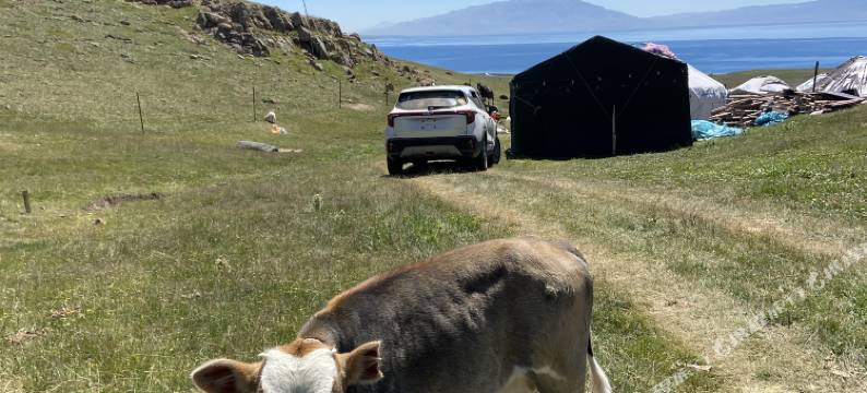 赛里木湖毡房姑娘牧家乐图片