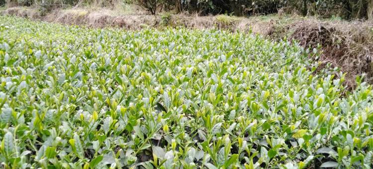 阳山第一峰欢乐农家图片