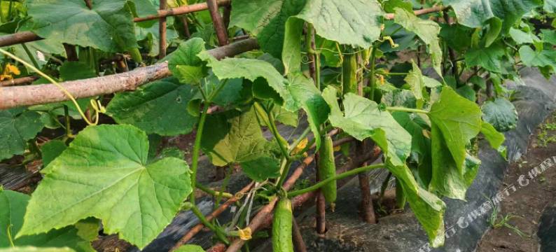 伊春绿野A居民宿图片