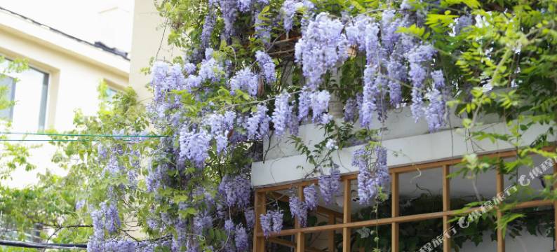 青岛韦迦咖啡青年旅舍图片