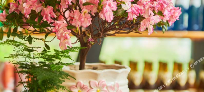 拉萨清风别苑民宿图片