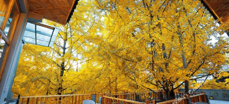 银杏村陈二客栈图片