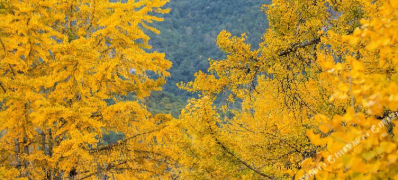 银杏村秋尚涵院图片