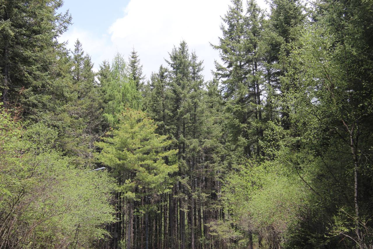 九寨天堂洲际大饭店图片