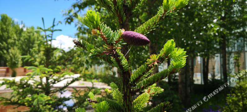 稻城明宇丽雅阳光温泉酒店图片