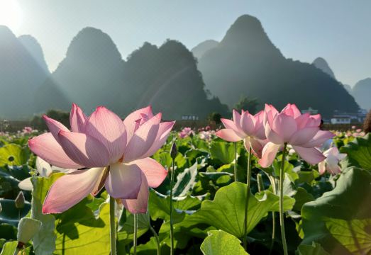 Tea Cozy Hotel Hotel Overview