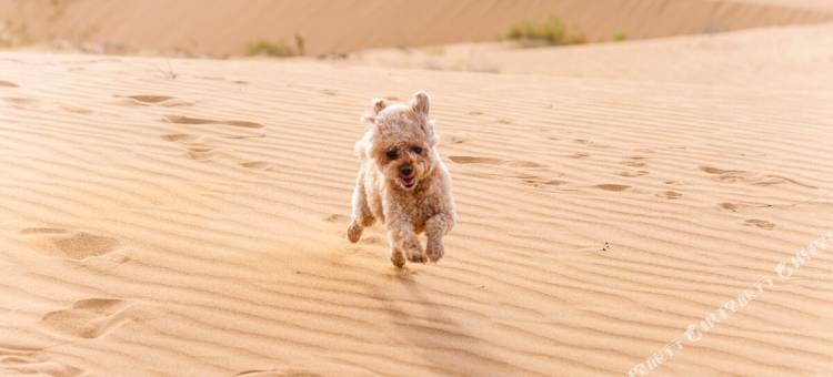 小郭哥的星空观星酒店图片