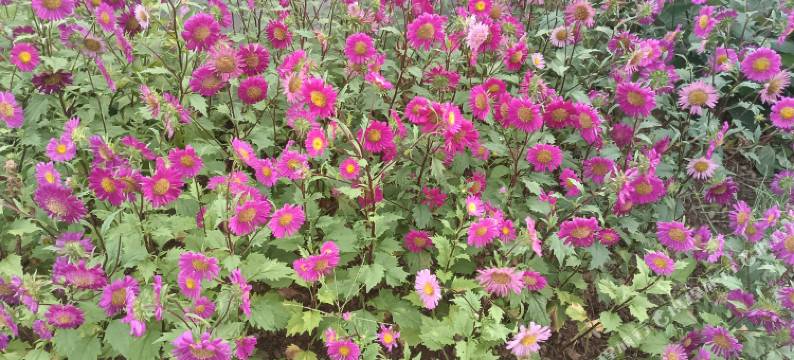 桐庐雪雾梦多民宿图片