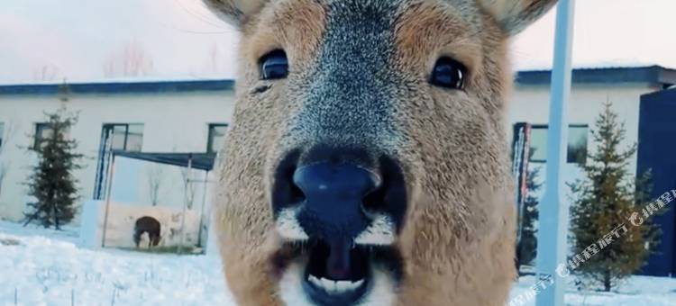 雪谷小满客栈(中国雪谷风景区店)图片